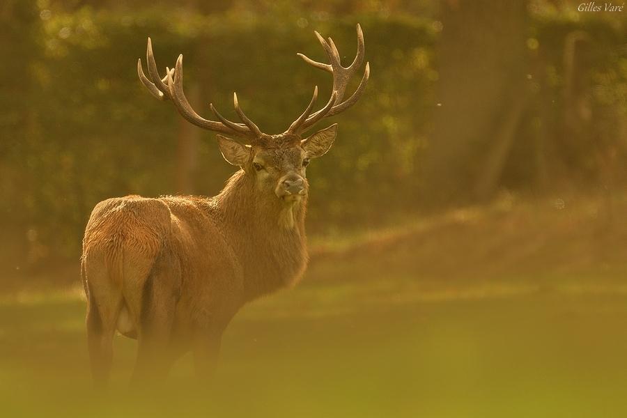 Cerf élaphe