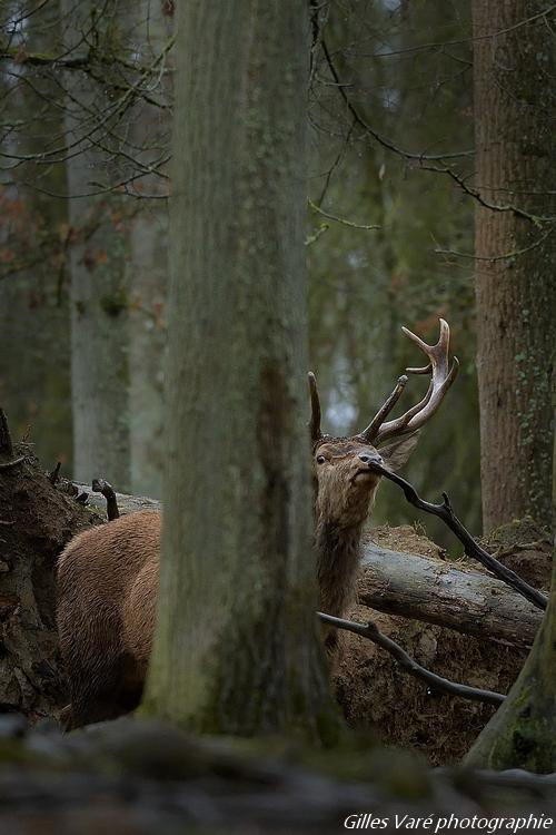 Cerf élaphe