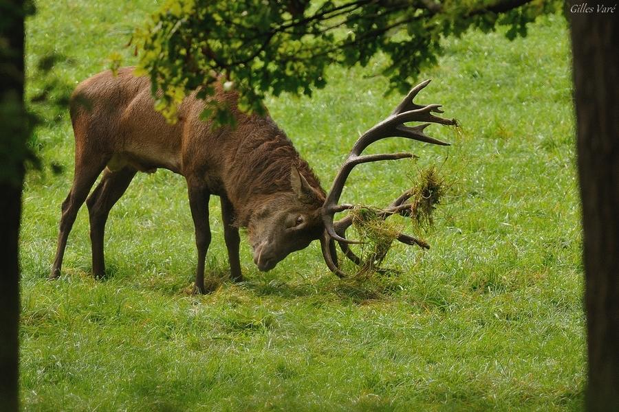 Cerf élaphe