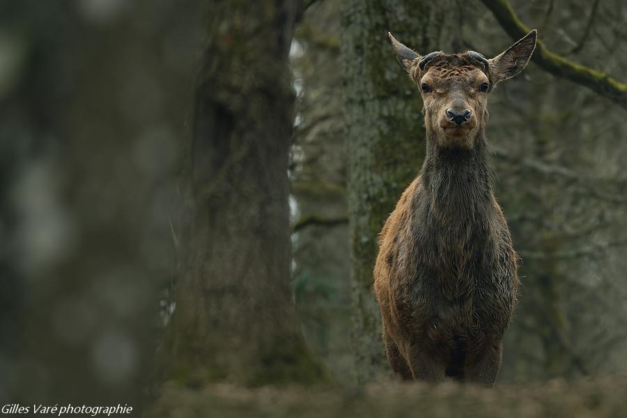 Cerf élaphe