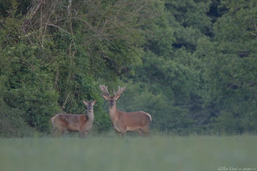 Cerfs élaphes