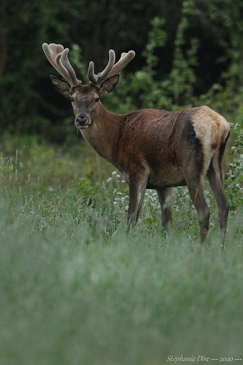 Cerf élaphe