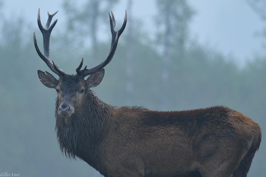 Cerf élaphe