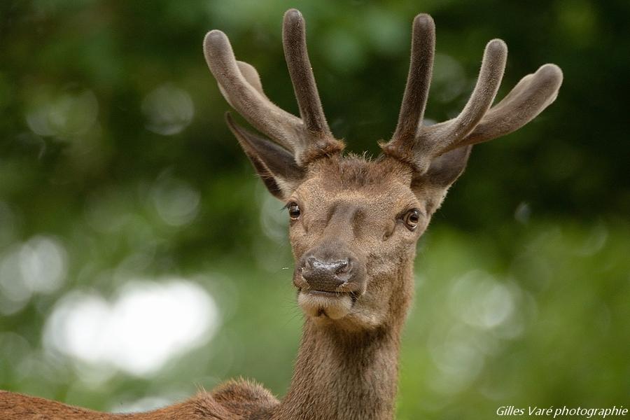 Cerf élaphe