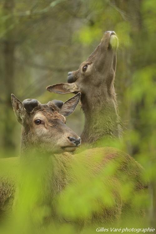 Cerfs élaphes