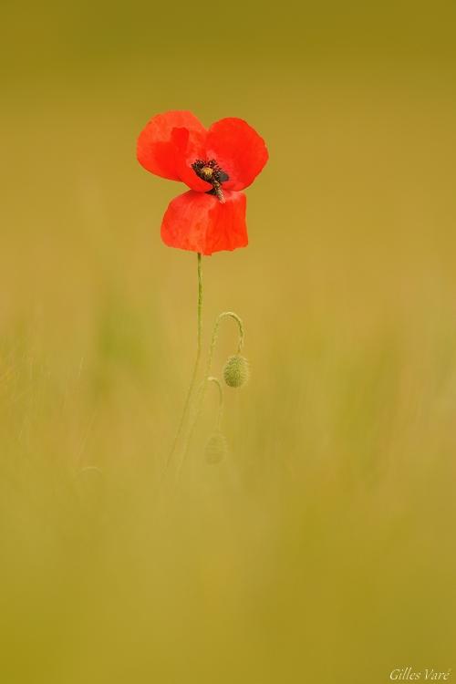 Coquelicot