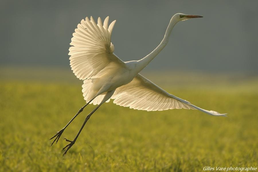 Grande aigrette