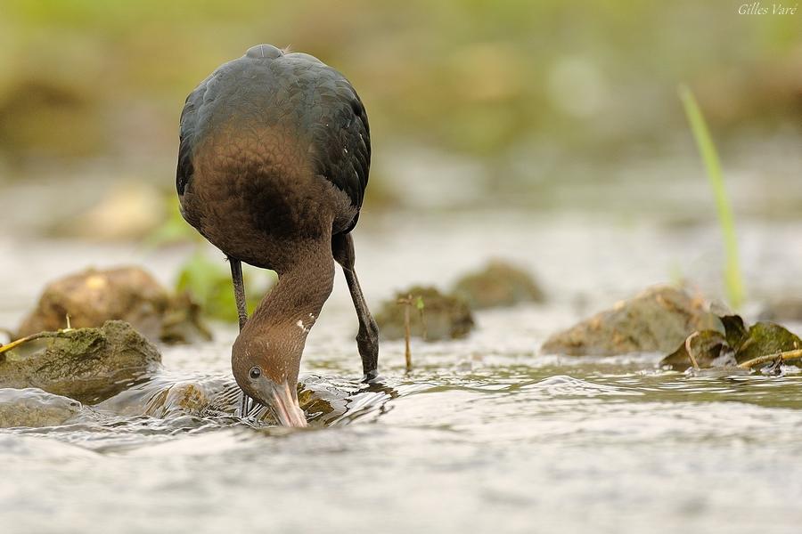 Ibis falcinelle