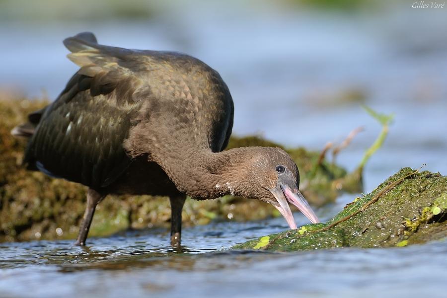 Ibis falcinelle