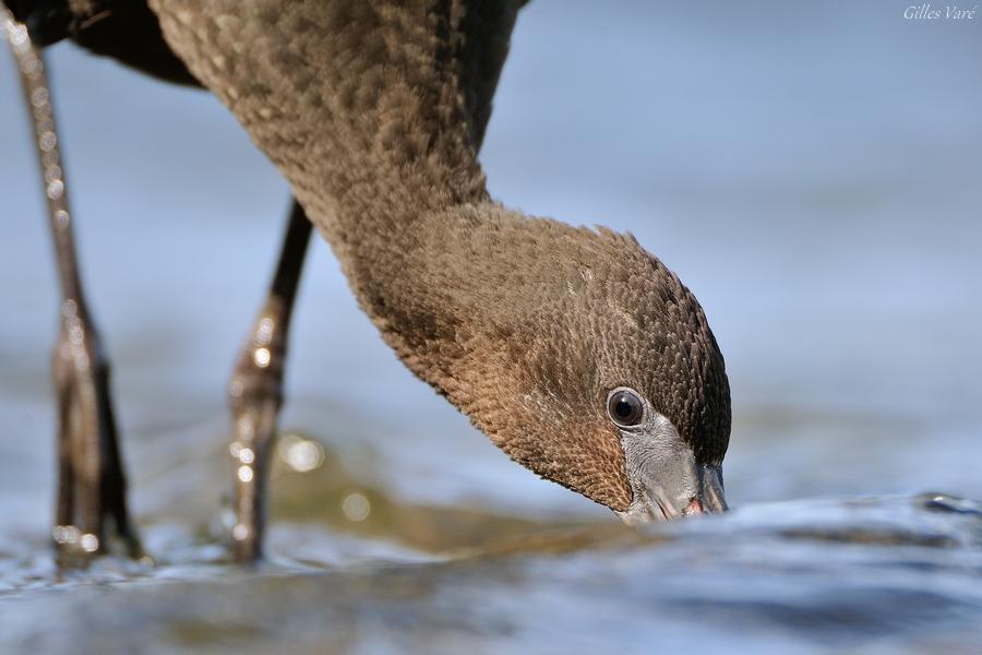 Ibis falcinelle