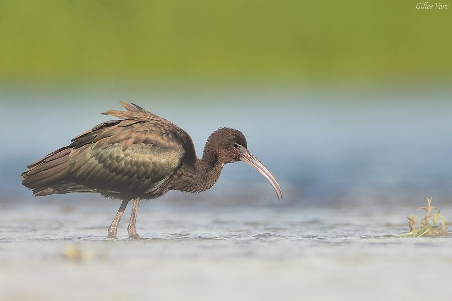 Ibis falcinelle