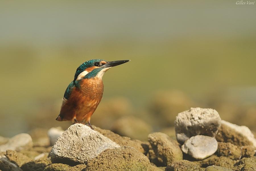 Martin-pêcheur