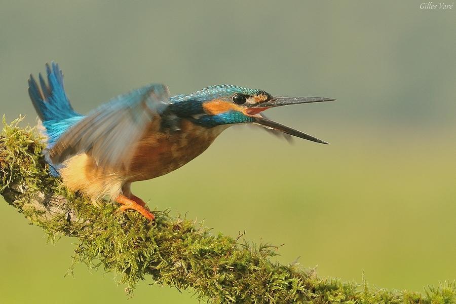 Martin-pêcheur