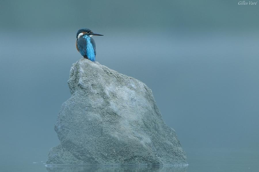 Martin-pêcheur