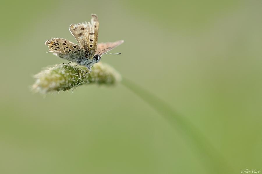 Le petit peuple