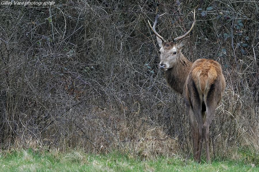 Cerf élaphe