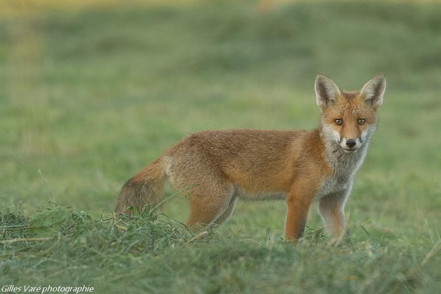 Renard