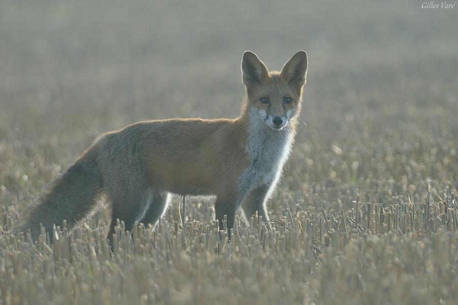 Renard