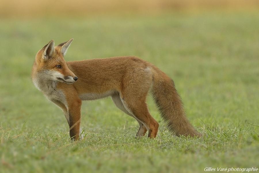 Renard