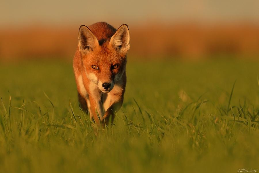 Renard