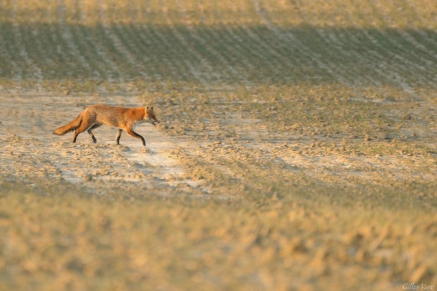 Campagne intime