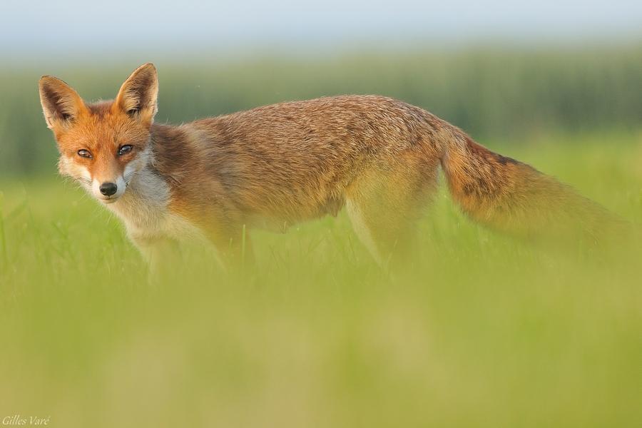 Renard