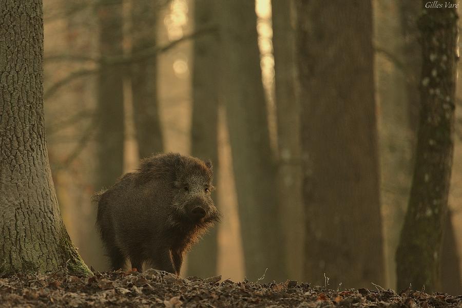 Sanglier