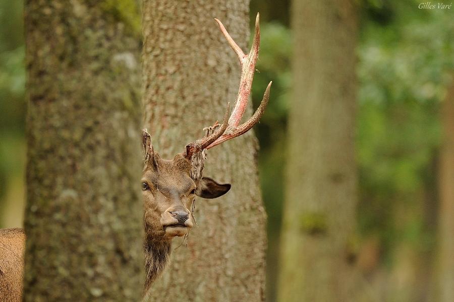 Cerf élaphe