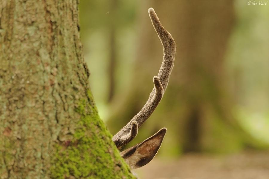 Cerf élaphe