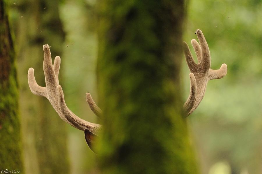 Cerf élaphe