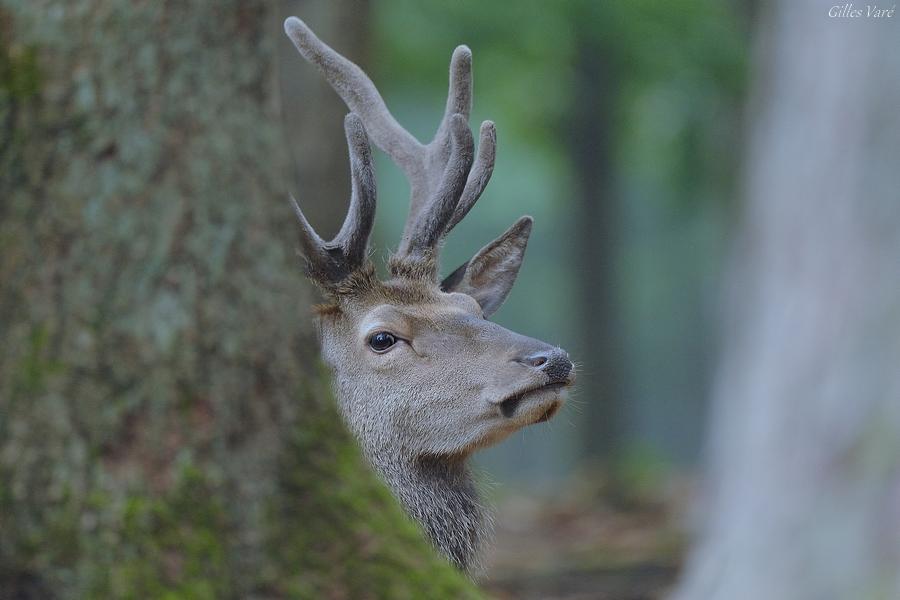 Cerf élaphe