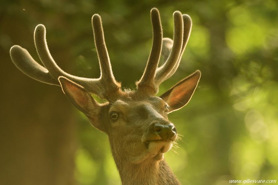 Cerf élaphe